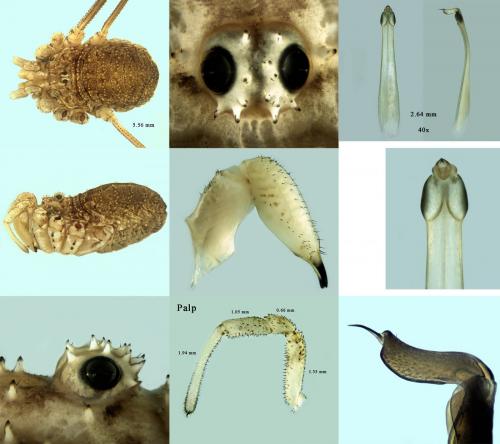 Réf. 236 741 : Opilio parietinus